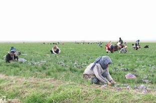 افزایش ۶۸ درصد کشت زعفران در اسفراین / کارگاه فرآوری نیاز است