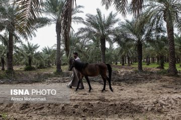 شما به بهشتی در میان نخل‌ها دعوتید