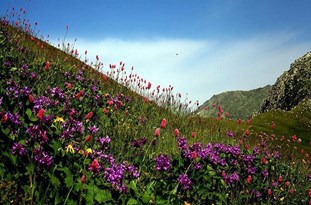 وجود ۸۰۰۰ گونه گیاهی در کشور/۲۵۰۰ گونه خاصیت دارویی دارند