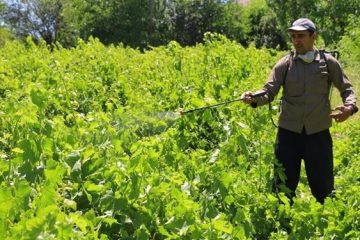 مشاهده محدود سفیدک انگور در باغات خراسان شمالی / جای نگرانی نیست!