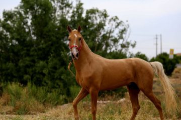 نفسی تا اسب ترکمن تاخت از سرگیرد