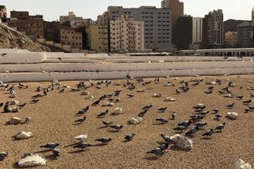 برنامه زائران برای زیارت قبرستان ابوطالب + تصویر