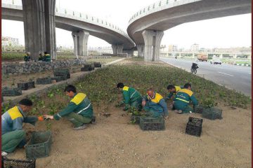 آغاز عملیات درختکاری و کاشت پاییزه فضای سبز