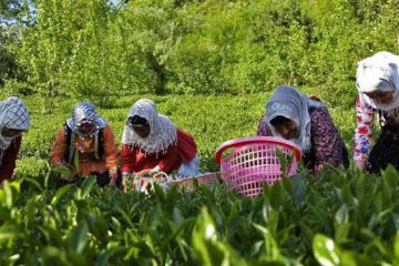 ۶۰۰ مورد کارآفرینی در روستاهای البرز/۲۰۰ صندوق قرض‌الحسنه تشکیل شد