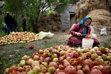 پرداخت بیش از ۷۵ درصد تسهیلات اشتغال روستایی