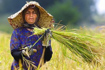 اشتغالزایی بومی ۱۱۴ روستای کشور را بدون بیکار کرد