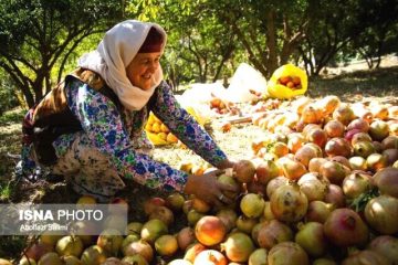 قبل از دادن وام اشتغال به بازار محصول فکر کنیم!