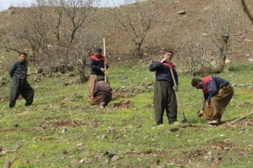 ۲ هزار هکتار جنگل‌کاری در کردستان انجام شد