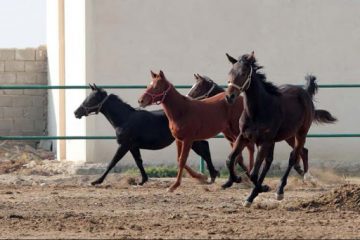 بیماری مشمشه، تهدید جدی برای پرورش دهندگان اسب است