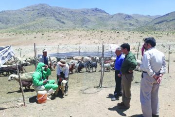 هشدار دامپزشکی به مدیریت بحران اصفهان نتیجه ای نداشته است/ترک فعل محیط زیست برای مقابله با بیماری هاری  /دامپزشکی دست تنها نمی تواند هاری را درجامعه کنترل کند