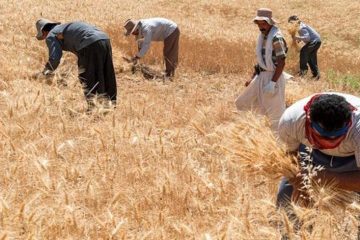 پرداخت نشدن ۳۷ درصد از مطالبات گندم‌کاران کشور