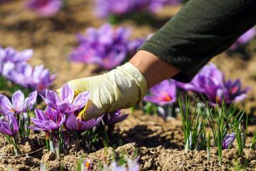 برداشت نوبرانه زعفران آغاز شد/ پیش‌بینی صادرات ۲۲۳ تن زعفران تا پایان سال