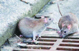 جوندگان کوچک مهمانان ناخوانده نصف جهان   