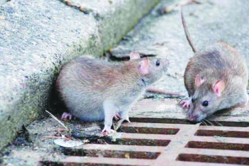 جوندگان کوچک مهمانان ناخوانده نصف جهان   