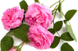 ثبت جهانی گل محمدی به نام عربستان و ترکیه