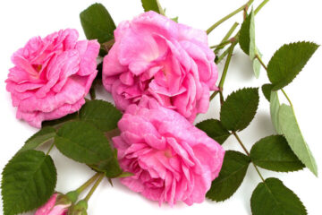 ثبت جهانی گل محمدی به نام عربستان و ترکیه