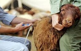 واکسیناسیون جمعیت دامی ادامه دارد