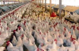 کاهش عرضه گوشت طیور در مهر ماه