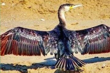 ثبت حضور پرنده نادر «باکلان» در زیستگاه‌های آبی شهرضا