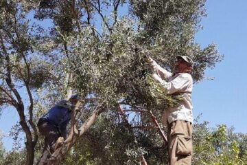 ۲۸۵ تن زیتون از باغات شهرستان کاشان برداشت شد