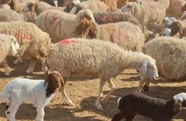 نوسان قیمت دام ادامه دارد/ یارانه‌ها فقط بخشی از هزینه‌ها را پوشش می‌دهند