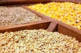 ارز ترجیحی نهاده های دامی تا پایان سال حذف نمی‌شود