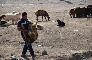 عرضه دام سالم در ۲۴ غرفه درکرج به مناسبت عید سعید قربان